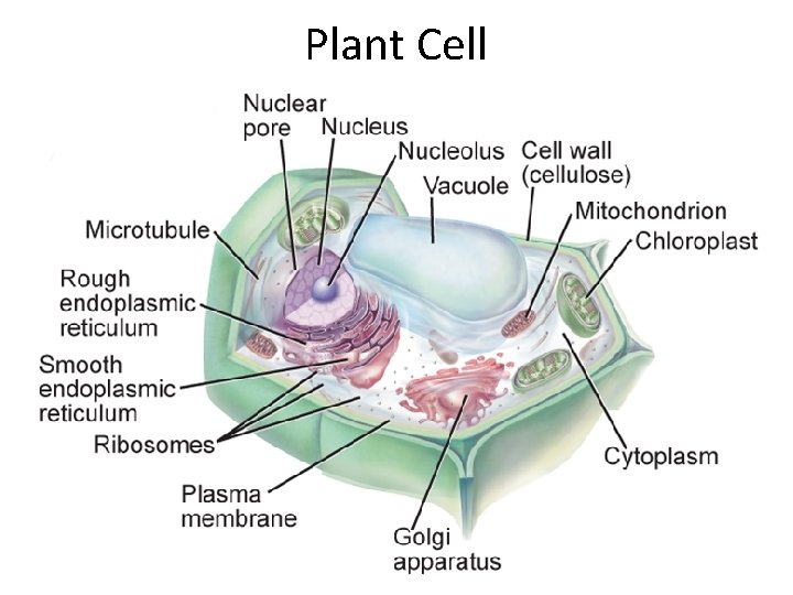 Plant Cell 