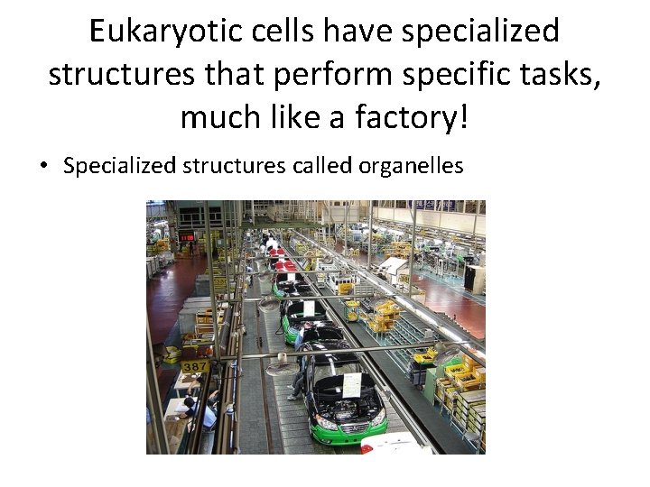 Eukaryotic cells have specialized structures that perform specific tasks, much like a factory! •