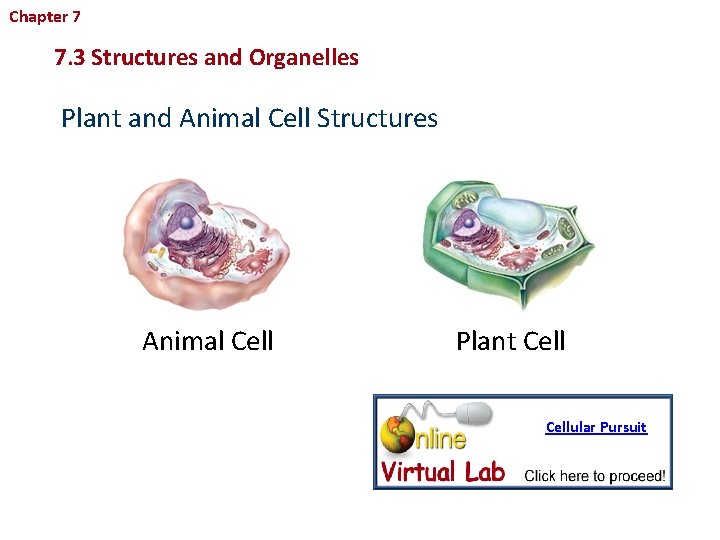 Chapter 7 Cellular Structure and Function 7. 3 Structures and Organelles Plant and Animal