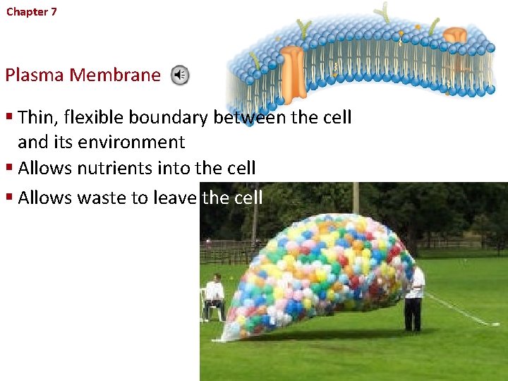 Chapter 7 Cellular Structure and Function Plasma Membrane § Thin, flexible boundary between the