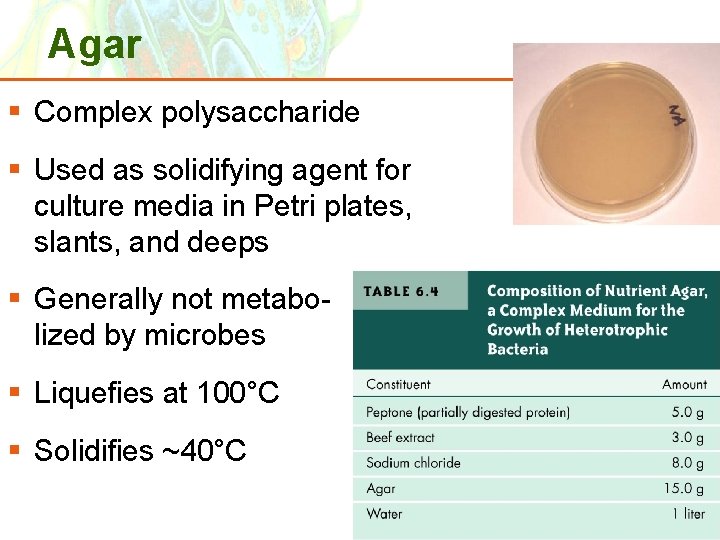 Agar § Complex polysaccharide § Used as solidifying agent for culture media in Petri