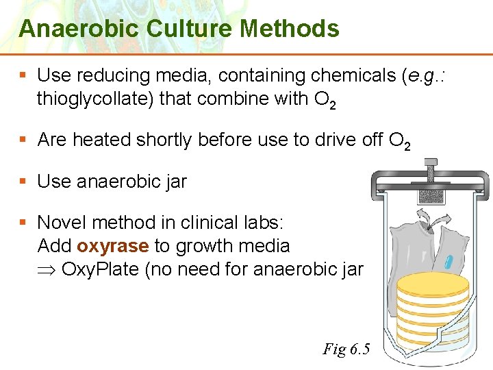 Anaerobic Culture Methods § Use reducing media, containing chemicals (e. g. : thioglycollate) that