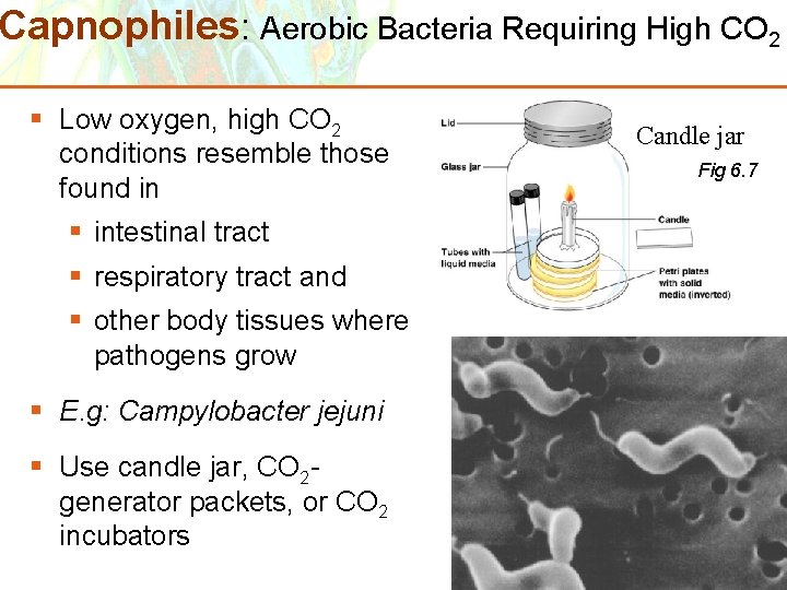 Capnophiles: Aerobic Bacteria Requiring High CO 2 § Low oxygen, high CO 2 conditions