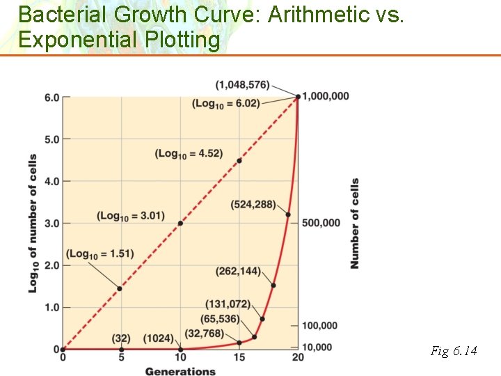 Bacterial Growth Curve: Arithmetic vs. Exponential Plotting Fig 6. 14 Copyright © 2006 Pearson