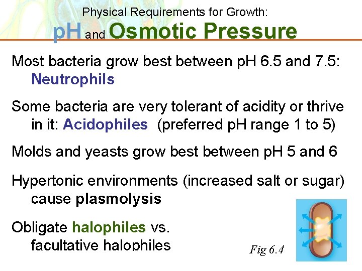 Physical Requirements for Growth: p. H and Osmotic Pressure Most bacteria grow best between