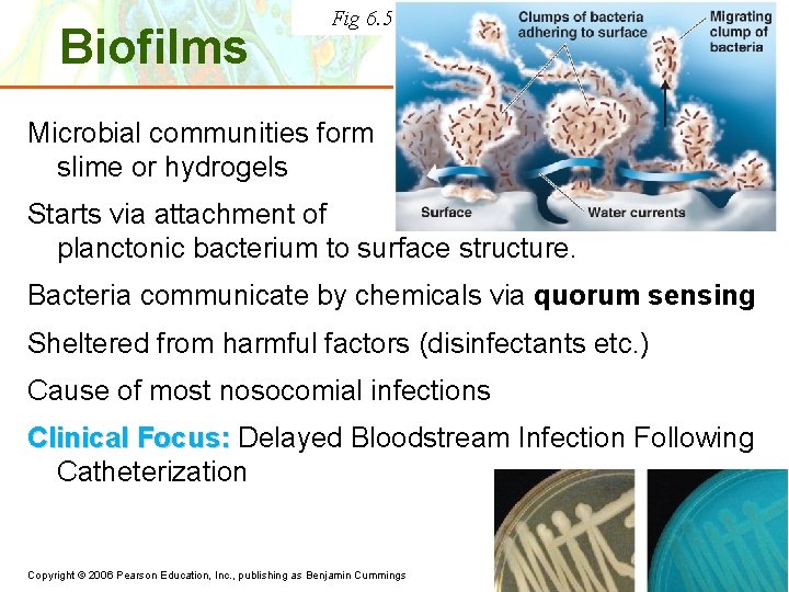 Biofilms Fig 6. 5 Microbial communities form slime or hydrogels Starts via attachment of