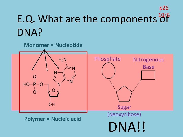 components of a nucleotide monomer
