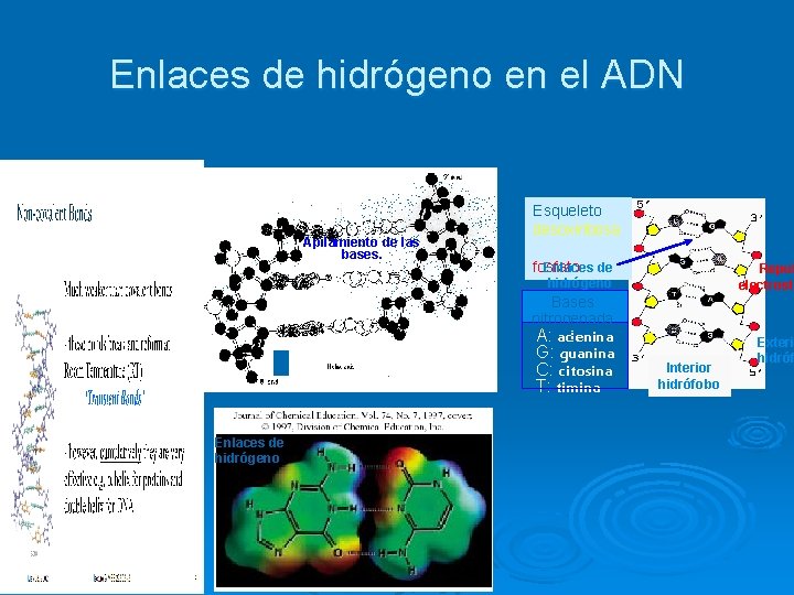 Enlaces de hidrógeno en el ADN Apilamiento de las bases. Esqueleto desoxiribosa fosfato Enlaces