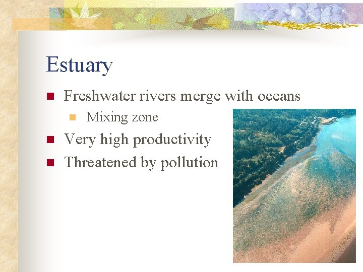 Estuary n Freshwater rivers merge with oceans n n n Mixing zone Very high