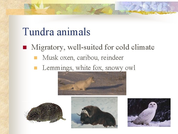 Tundra animals n Migratory, well-suited for cold climate n n Musk oxen, caribou, reindeer