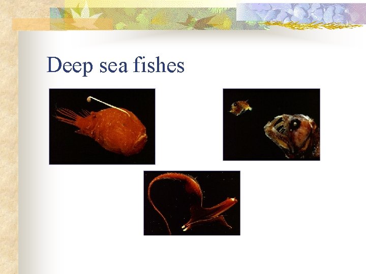 Deep sea fishes 