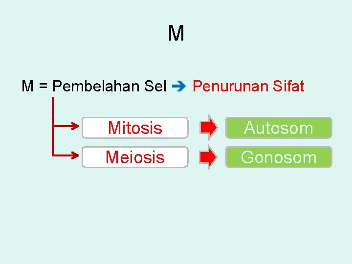 M M = Pembelahan Sel Penurunan Sifat Mitosis Autosom Meiosis Gonosom 