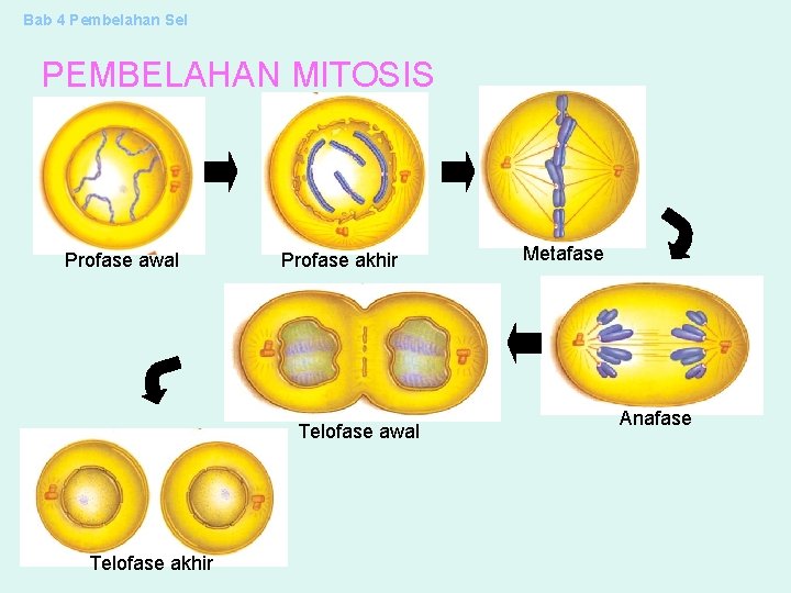 Bab 4 Pembelahan Sel PEMBELAHAN MITOSIS Profase awal Profase akhir Telofase awal Telofase akhir