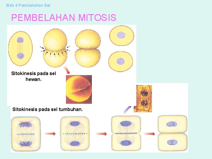 Bab 4 Pembelahan Sel PEMBELAHAN MITOSIS Sitokinesis pada sel hewan. Sitokinesis pada sel tumbuhan.