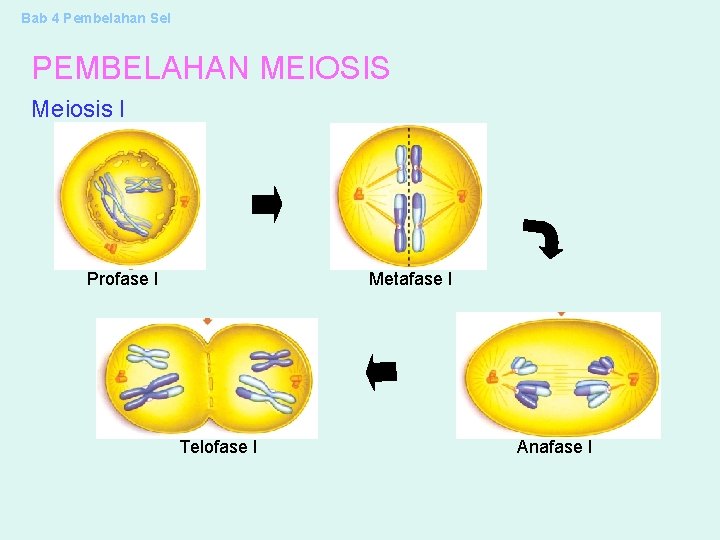 Bab 4 Pembelahan Sel PEMBELAHAN MEIOSIS Meiosis I Profase I Metafase I Telofase I