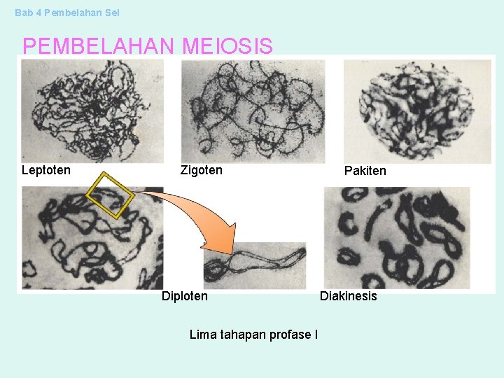 Bab 4 Pembelahan Sel PEMBELAHAN MEIOSIS Leptoten Zigoten Diploten Lima tahapan profase I Pakiten