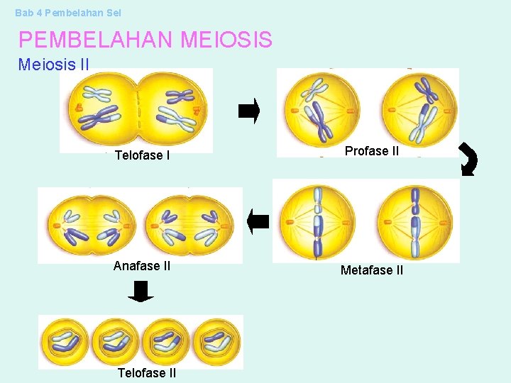 Bab 4 Pembelahan Sel PEMBELAHAN MEIOSIS Meiosis II Telofase I Profase II Anafase II