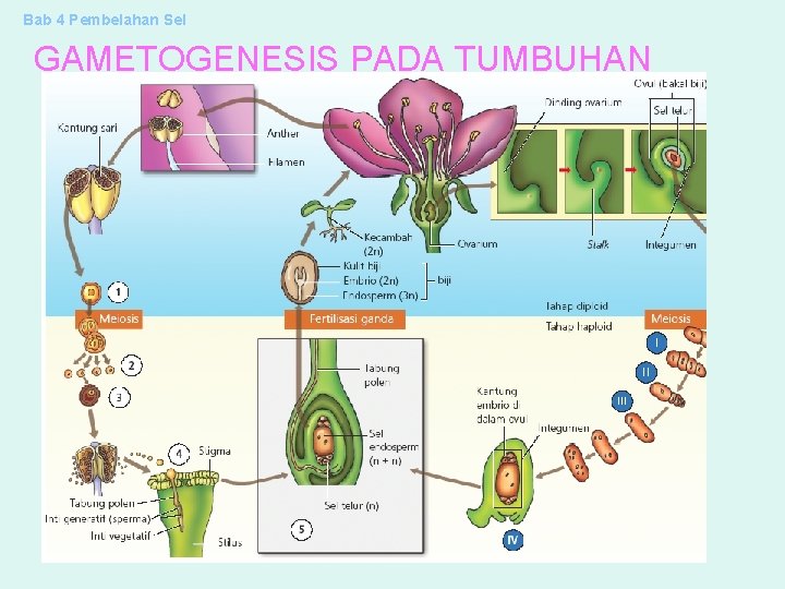 Bab 4 Pembelahan Sel GAMETOGENESIS PADA TUMBUHAN 
