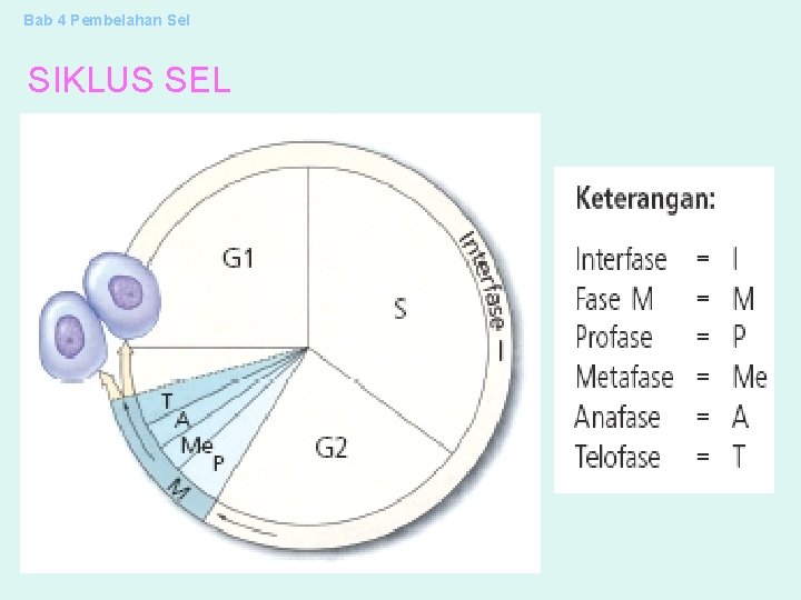 Bab 4 Pembelahan Sel SIKLUS SEL 