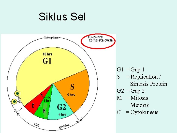 Siklus Sel G 1 = Gap 1 S = Replication / Sintesis Protein G