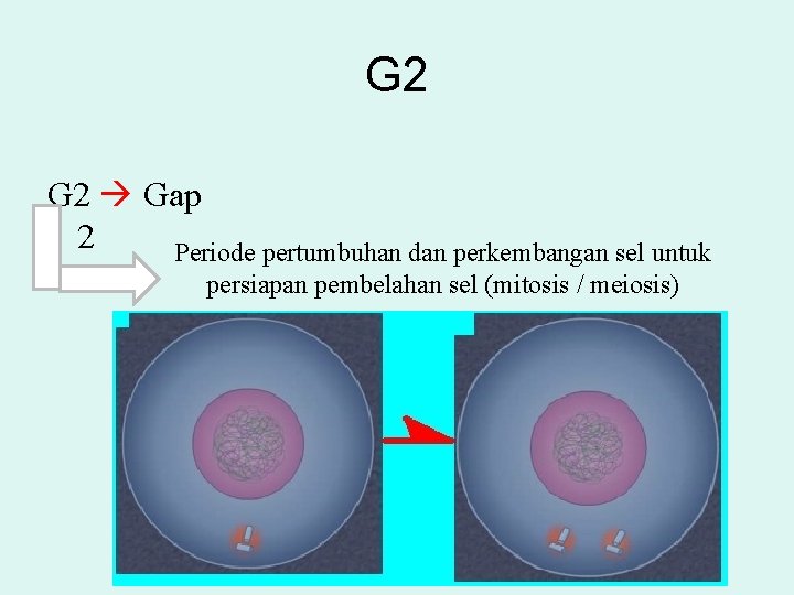 G 2 Gap 2 Periode pertumbuhan dan perkembangan sel untuk persiapan pembelahan sel (mitosis