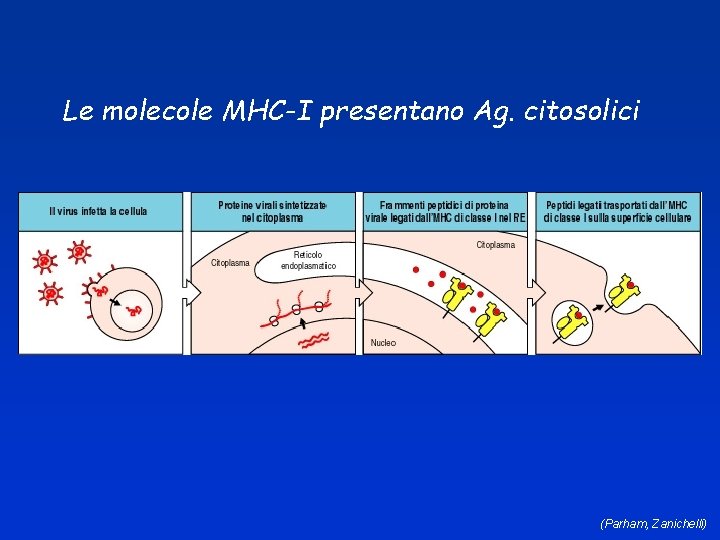 Le molecole MHC-I presentano Ag. citosolici (Parham, Zanichelli) 