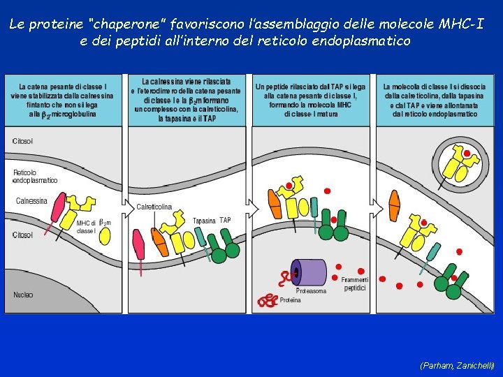 Le proteine “chaperone” favoriscono l’assemblaggio delle molecole MHC-I e dei peptidi all’interno del reticolo