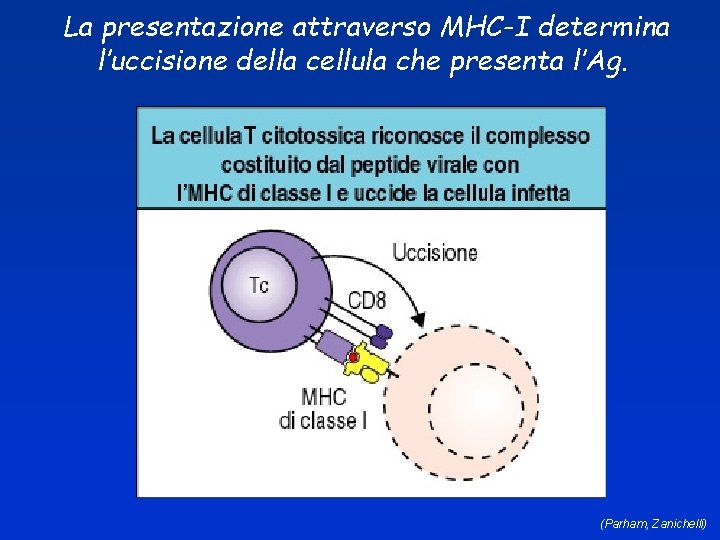 La presentazione attraverso MHC-I determina l’uccisione della cellula che presenta l’Ag. (Parham, Zanichelli) 