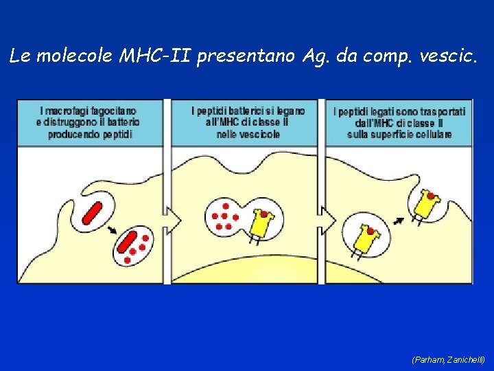 Le molecole MHC-II presentano Ag. da comp. vescic. (Parham, Zanichelli) 