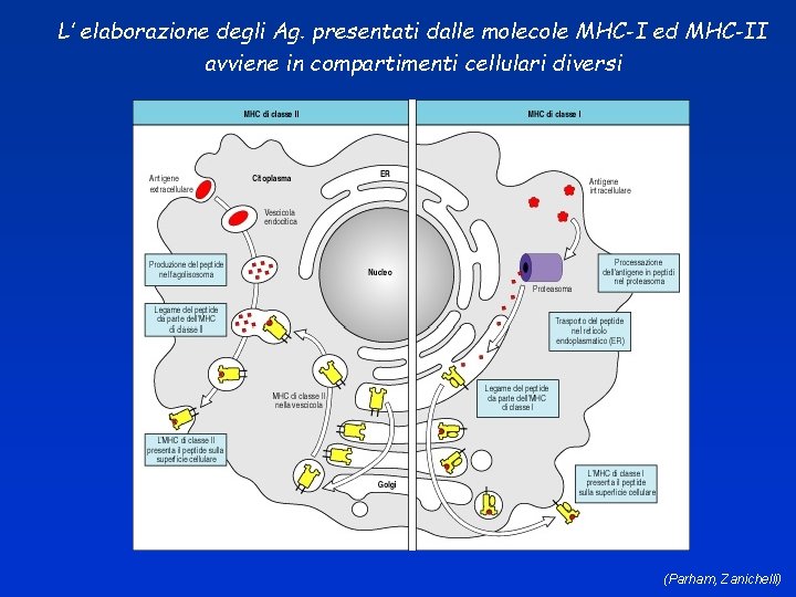 L’ elaborazione degli Ag. presentati dalle molecole MHC-I ed MHC-II avviene in compartimenti cellulari