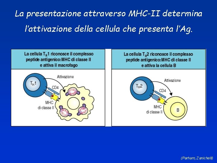 La presentazione attraverso MHC-II determina l’attivazione della cellula che presenta l’Ag. (Parham, Zanichelli) 
