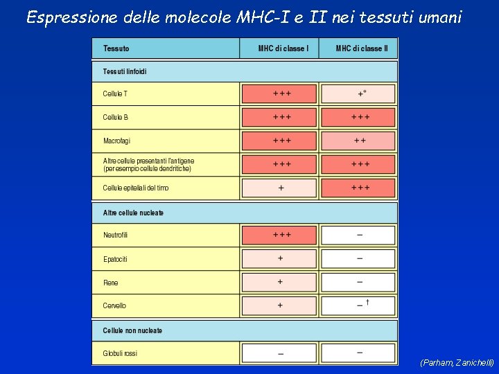 Espressione delle molecole MHC-I e II nei tessuti umani (Parham, Zanichelli) 