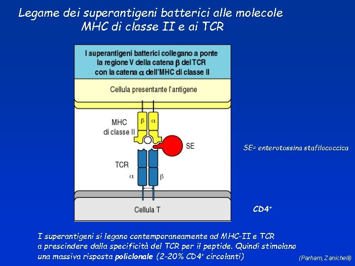 Legame dei superantigeni batterici alle molecole MHC di classe II e ai TCR SE=