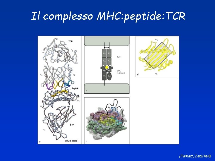 Il complesso MHC: peptide: TCR (Parham, Zanichelli) 