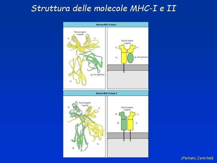 Struttura delle molecole MHC-I e II (Parham, Zanichelli) 