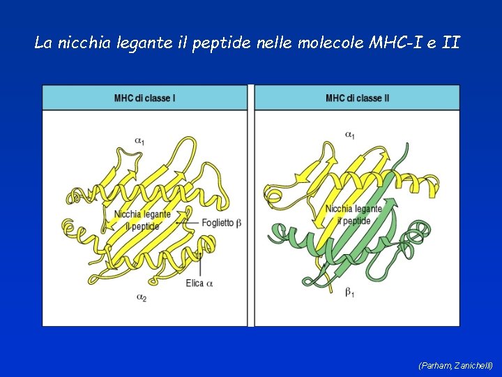 La nicchia legante il peptide nelle molecole MHC-I e II (Parham, Zanichelli) 