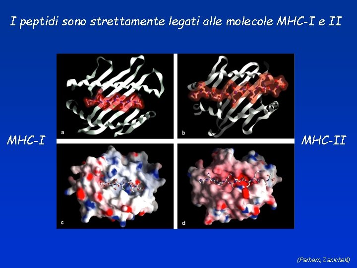I peptidi sono strettamente legati alle molecole MHC-I e II MHC-II (Parham, Zanichelli) 