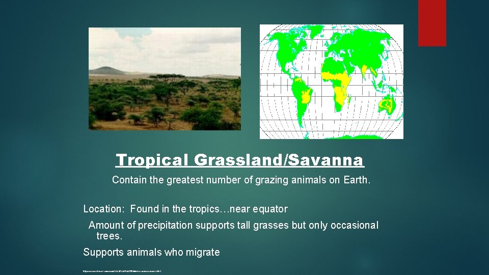Tropical Grassland/Savanna Contain the greatest number of grazing animals on Earth. Location: Found in