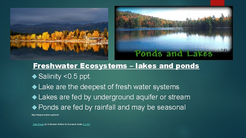 Freshwater Ecosystems – lakes and ponds Salinity <0. 5 ppt. Lake are the deepest