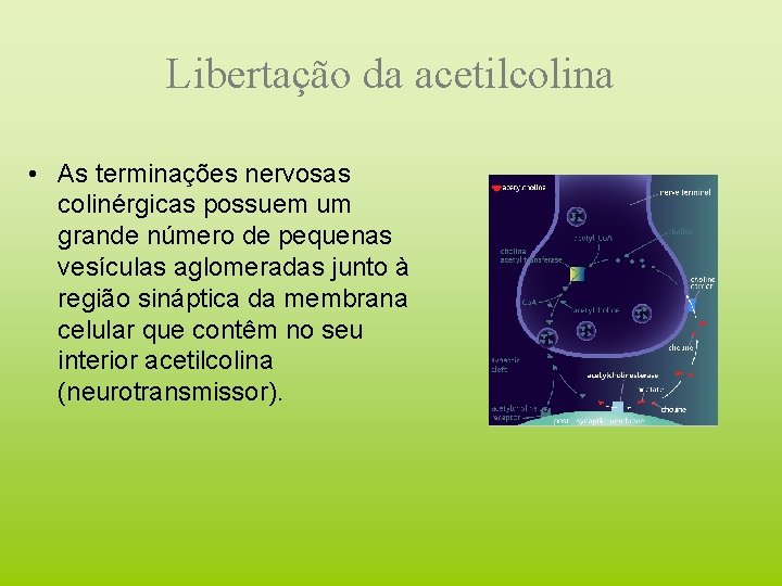 Libertação da acetilcolina • As terminações nervosas colinérgicas possuem um grande número de pequenas