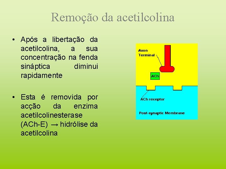 Remoção da acetilcolina • Após a libertação da acetilcolina, a sua concentração na fenda