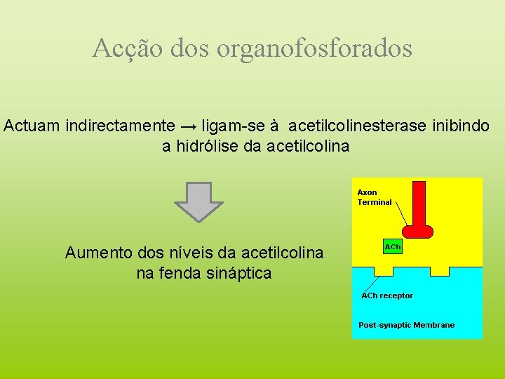 Acção dos organofosforados Actuam indirectamente → ligam-se à acetilcolinesterase inibindo a hidrólise da acetilcolina