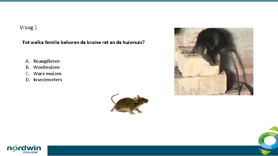 Vraag 1 Tot welke familie behoren de bruine rat en de huismuis? A. B.