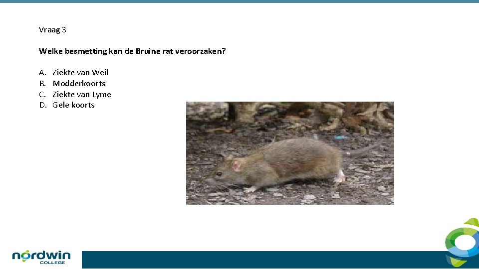 Vraag 3 Welke besmetting kan de Bruine rat veroorzaken? A. B. C. D. Ziekte