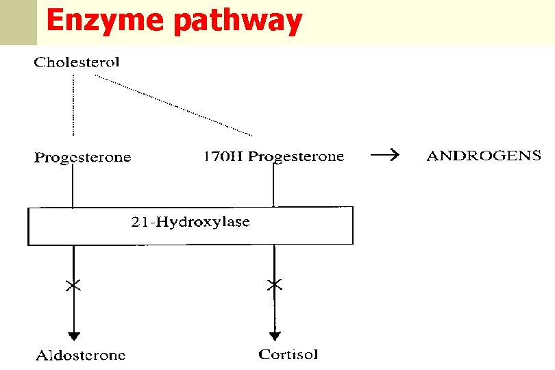 Enzyme pathway n 