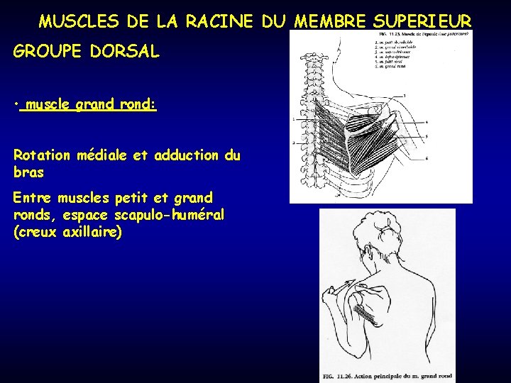 MUSCLES DE LA RACINE DU MEMBRE SUPERIEUR GROUPE DORSAL • muscle grand rond: Rotation