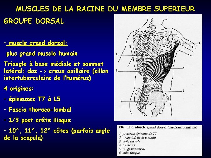 MUSCLES DE LA RACINE DU MEMBRE SUPERIEUR GROUPE DORSAL • muscle grand dorsal: plus