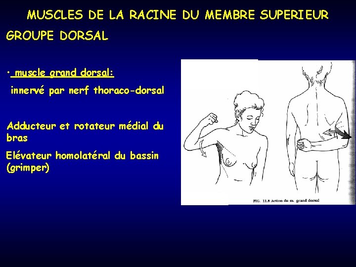 MUSCLES DE LA RACINE DU MEMBRE SUPERIEUR GROUPE DORSAL • muscle grand dorsal: innervé