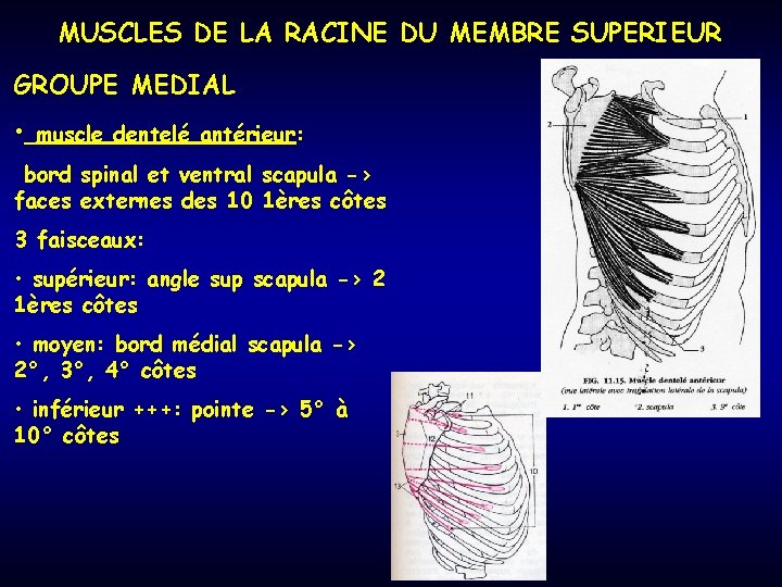 MUSCLES DE LA RACINE DU MEMBRE SUPERIEUR GROUPE MEDIAL • muscle dentelé antérieur: bord