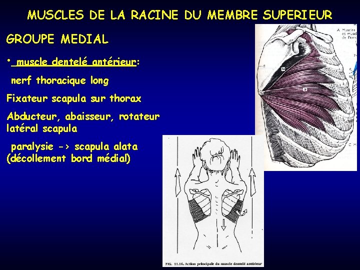 MUSCLES DE LA RACINE DU MEMBRE SUPERIEUR GROUPE MEDIAL • muscle dentelé antérieur: nerf